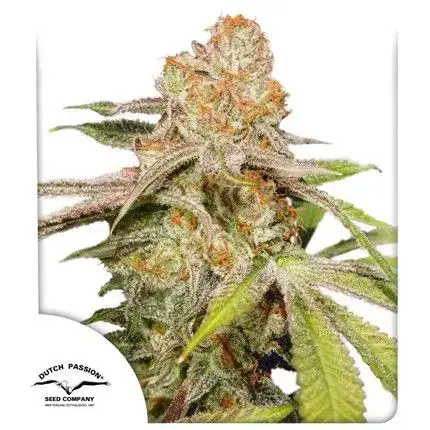 DUTCH PASSION MAC 1 AUTO 3UDS