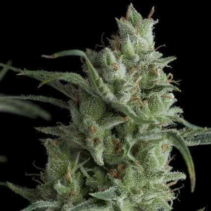 PYRAMID SEEDS KRYPTONITE AUTO 50UDS