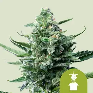 ROYAL QUEEN SEEDS ROYAL JACK AUTO (1/3/10 SEMILLAS)