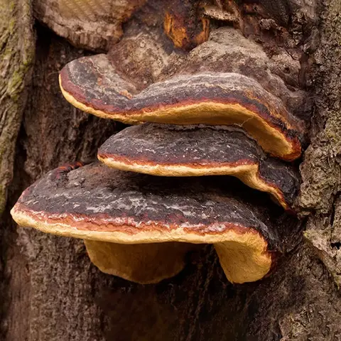 Phellinus - Molido - comprar online