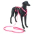 Peitoral Cachorro Com Guia Qr Code Localizador Multipatas Ajustável Rosa - KGS PET