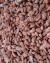 Amendoim Doce Praline - comprar online