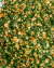 Chimichurri sem Pimenta - comprar online