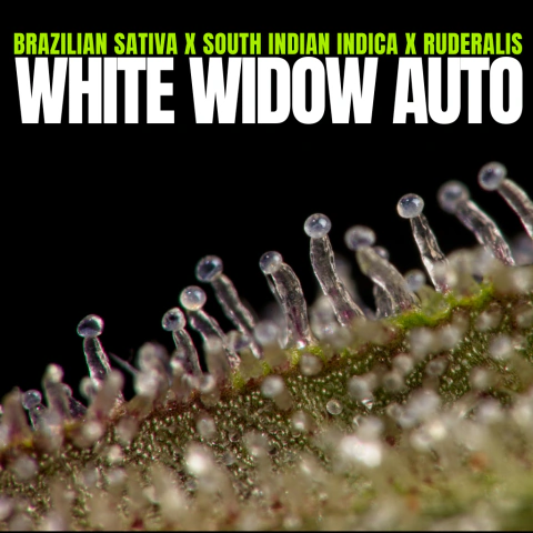 White Widow Auto - comprar online
