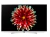 TELA DISPLAY Smart TV OLED 55" LG 4K HDR OLED55B7P - Tela Display