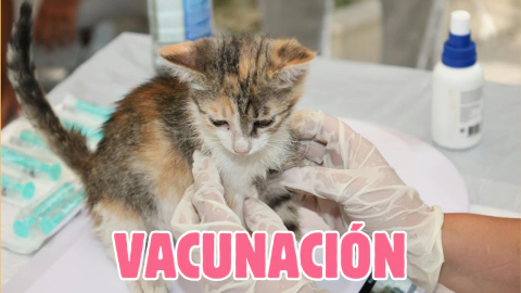 Programas de vacunación