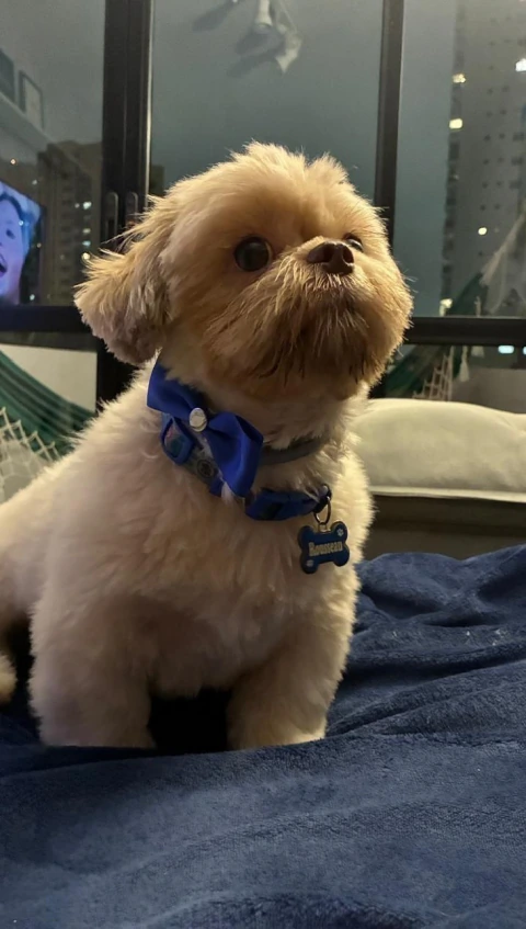 Hospedagem Domiciliar (para cães de pequeno porte)