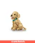 LEGO Icons Golden Retriever 11384 en internet