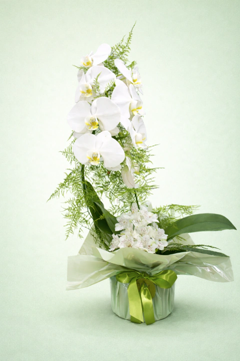 Orquídeas para presentear