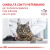 Alimento Royal Canin Mature Consult en internet