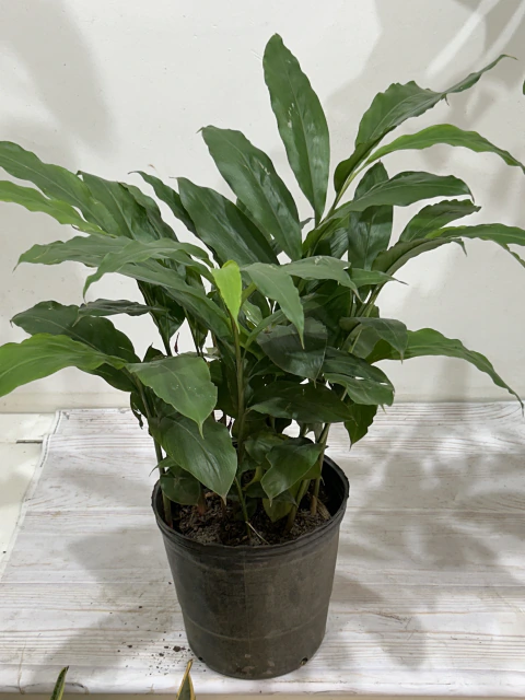 Alpinia “Falsa canela”