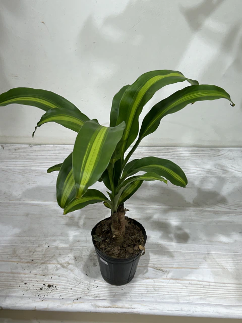 Massangeana “palo de agua”
