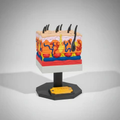 Modelo Pele Humana 3d Anatômico Educativo Printereprint