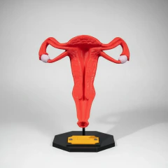 Modelo Útero Anatômico 3d Útero Realístico Decoração