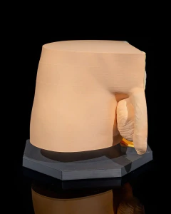 Sistema Reprodutor Masculino 3d Anatômico Printereprint - comprar online