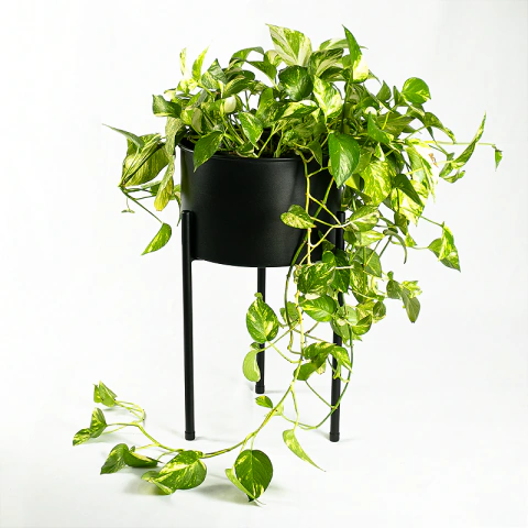 Suporte de Plantas com vaso Humaitá 2.0