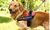 Arnés Antitirones para Perros