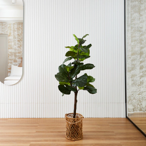 Ficus Pandurata Single 1,50 M