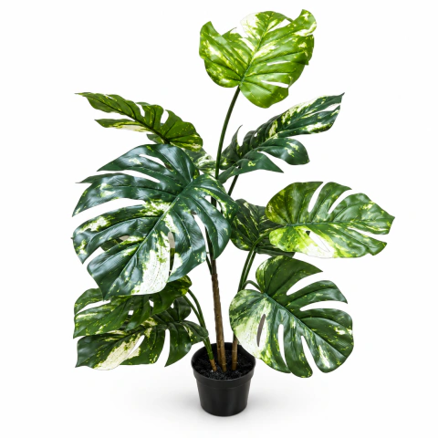 Planta costilla de Adán decorativa