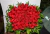 Cesta Grande Amor - comprar online