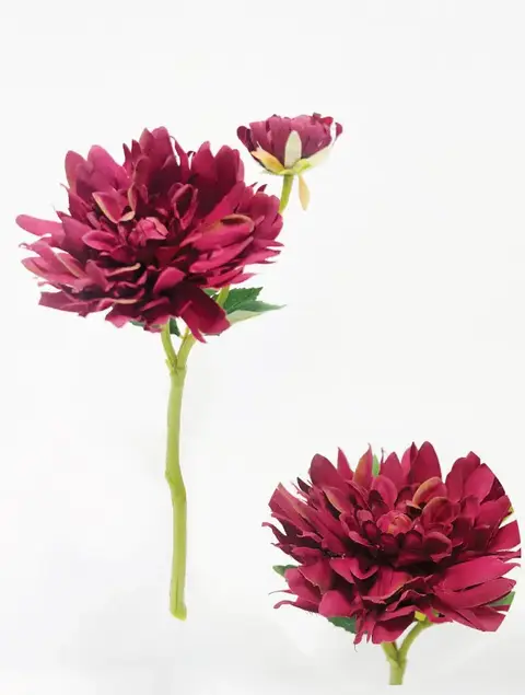 Vara dalia morada