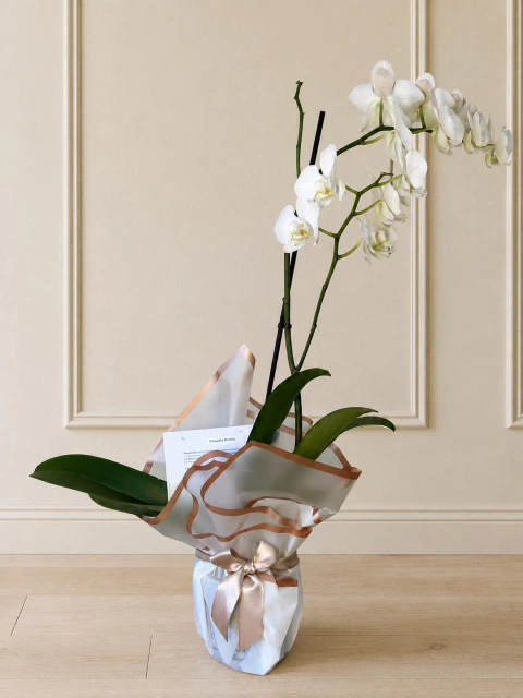 Orquídea