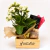 Caixa Gratidão com Kalanchoe e Chocolates - comprar online