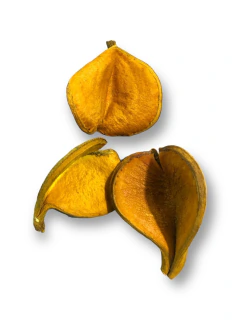 Imagem do 6X FAVAS DE ORIXAS