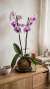 Kokedama de Orquidea - comprar online