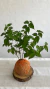 Kokedama Bonsai de Pitanga - comprar online