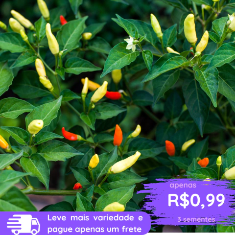 Sementes de Pimenta Tabasco
