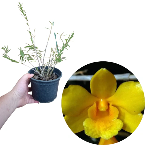 Dendrobium hancockii Adulta