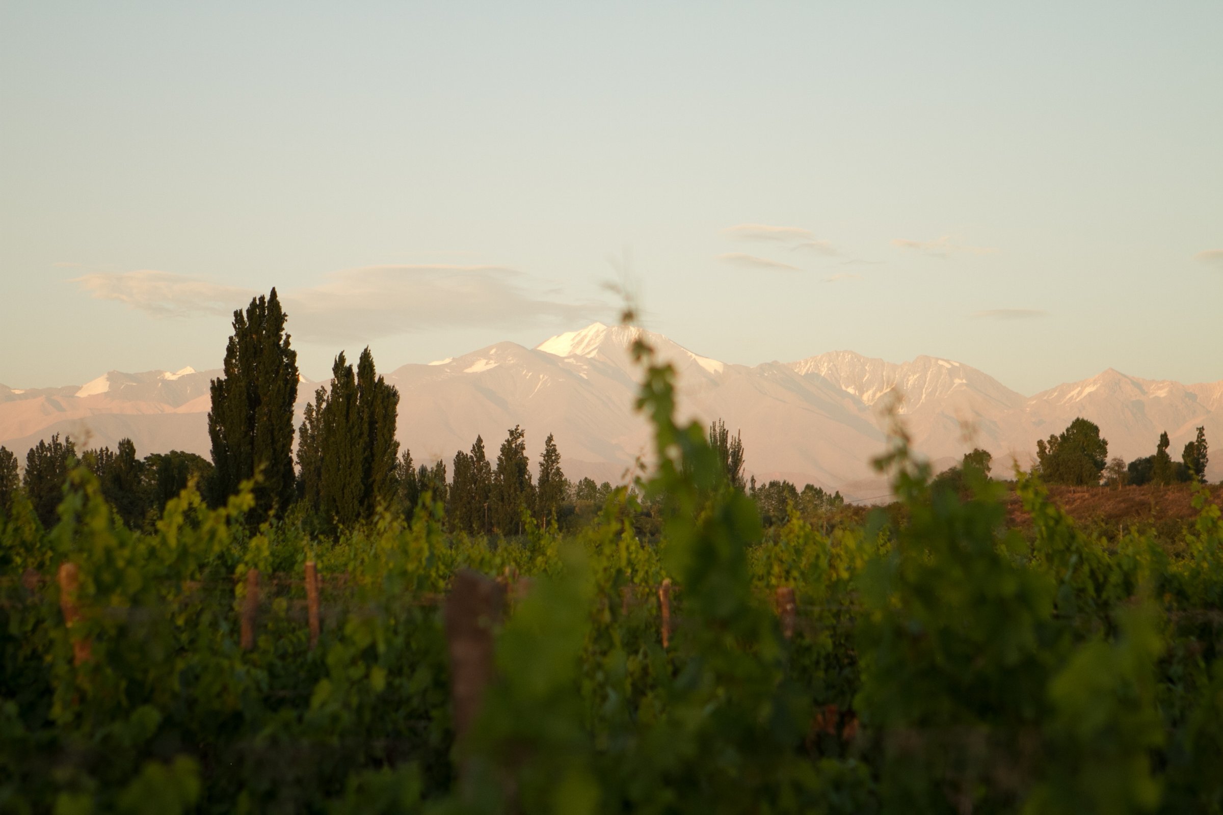 Viñedos con los Andes al fondo