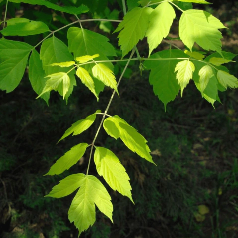 Acer Negundo