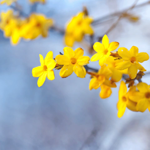 Jasmim Amarelo - Jasminum Mesnyi
