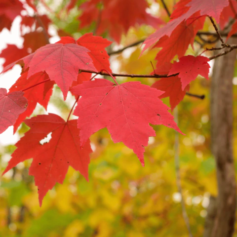 Acer Rubrum - Red Maple