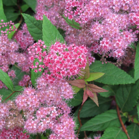 Grinalda Bumalda - Spiraea japonica