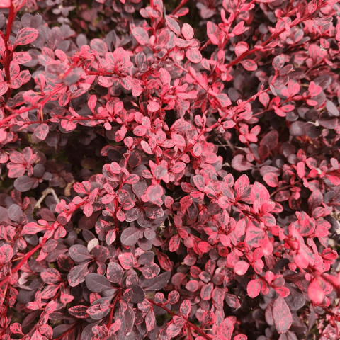 Berberis Thunbergii Rose Glow