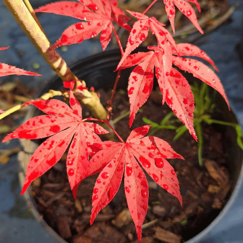 Acer Palmatum Atropurpureum