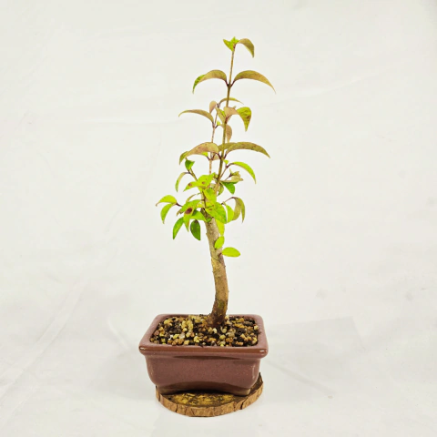 Bonsai Ligustro Ovalifolium 2 anos