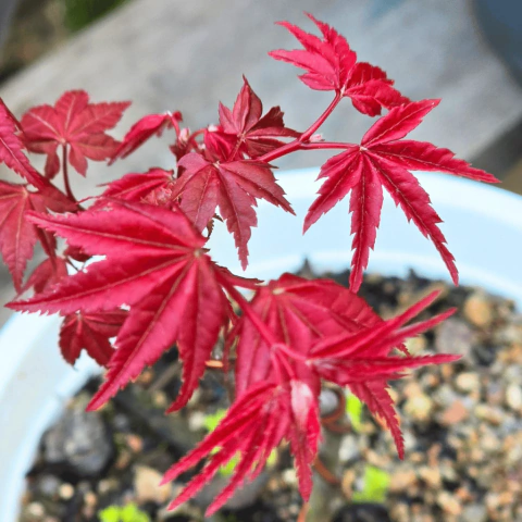 Acer Palmatum Deshojo
