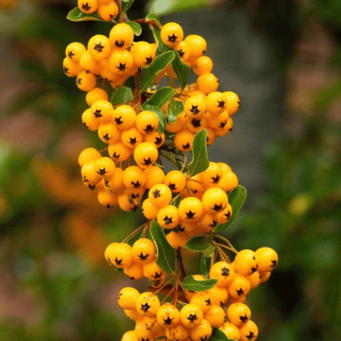 Piracanta Amarela - Piracanta Coccinea