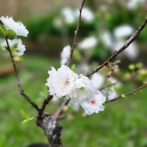Cerejeira Ornamental Japonesa Sakura Branca - Prunus Serrulata Branca
