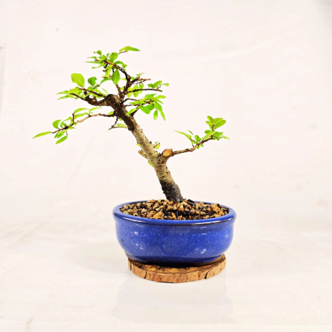 Bonsai Ulmus Parvifolia 3 anos