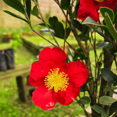 Camélia Vernalis Yuletide