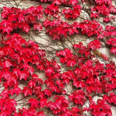 Parthenocissus Tricuspidata - Falsa Vinha