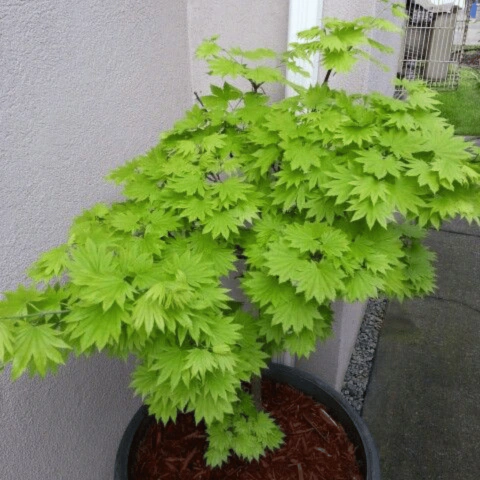 Acer Shirasawanum Jordan - Full Moon Maple
