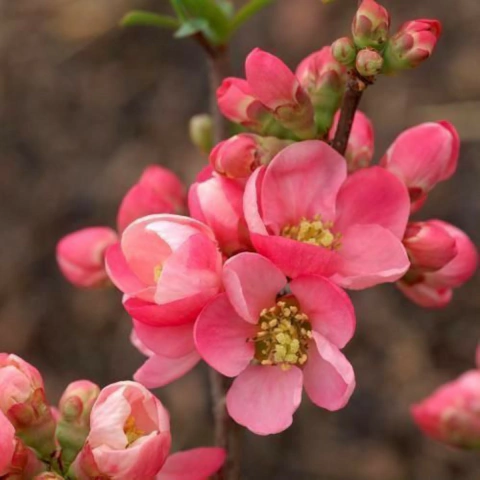 Chaenomeles Rosa - Chaenomeles Speciosa