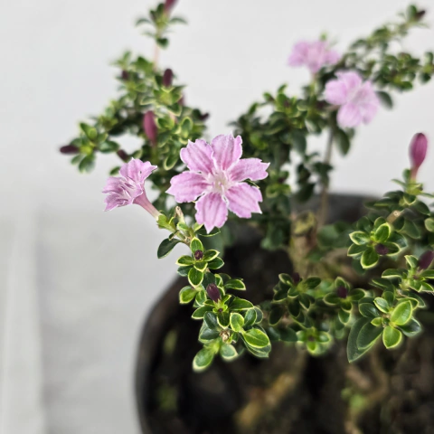 Serissa Variegata Rosa