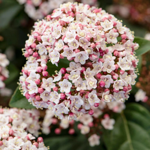 Viburnum Tinus